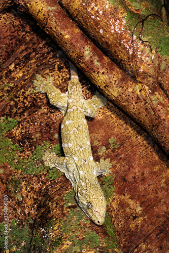 Neukaledonischer Riesengecko / New Caledonian giant gecko (Rhacodactylus leachianus), Île des Pins, Neukaledonien / New Caledonia  photo