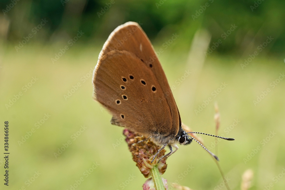 Fototapeta premium Nahansicht eines Dunklen Ameisenbläuling