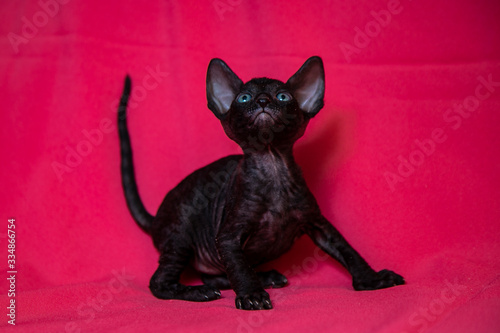 Obraz na plátně Cornish Rex black kitten (dark brown)