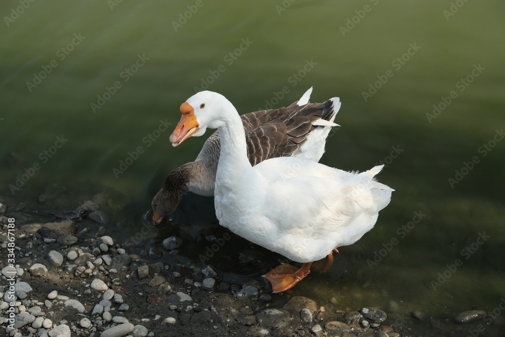 Geese of Kholmogory breed, gray geese walk on the lake. Domestic species of birds. Geese of Kholmogory breed, gray geese walk on the lake. Domestic species of birds.