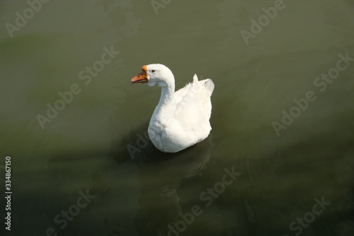 Geese of Kholmogory breed, gray geese swim on the lake. Domestic species of birds. photo