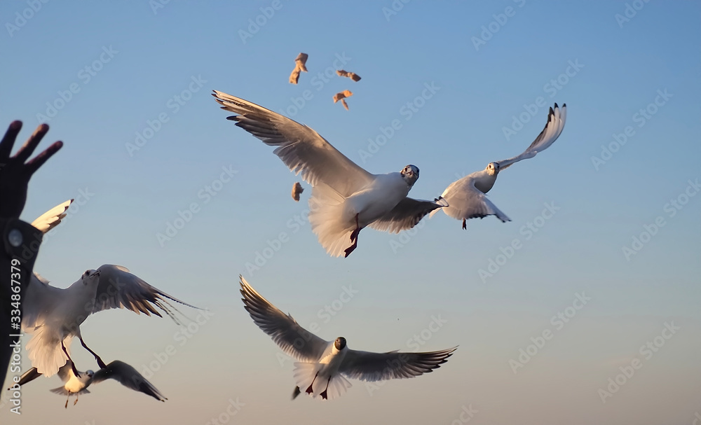 Obraz premium Many flying seagulls in front of blue sky
