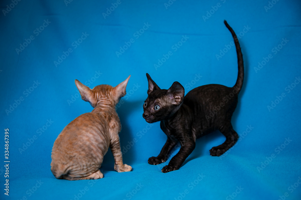 Cornish Rex kittens of different colors on a blue background