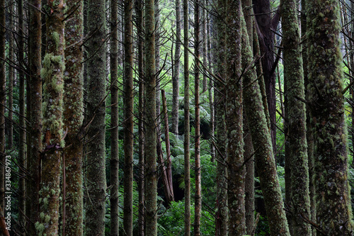Redwoods and Native New Zealand Bush