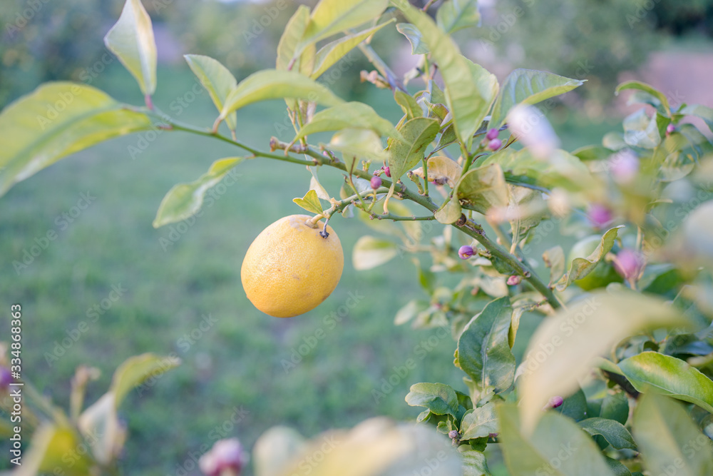 Lemon tree fruits outdoors garden background.