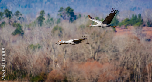 Sandhill Cranes flying over Hiwassee Wildlife Sanctuary in Birchwood Tennessee.