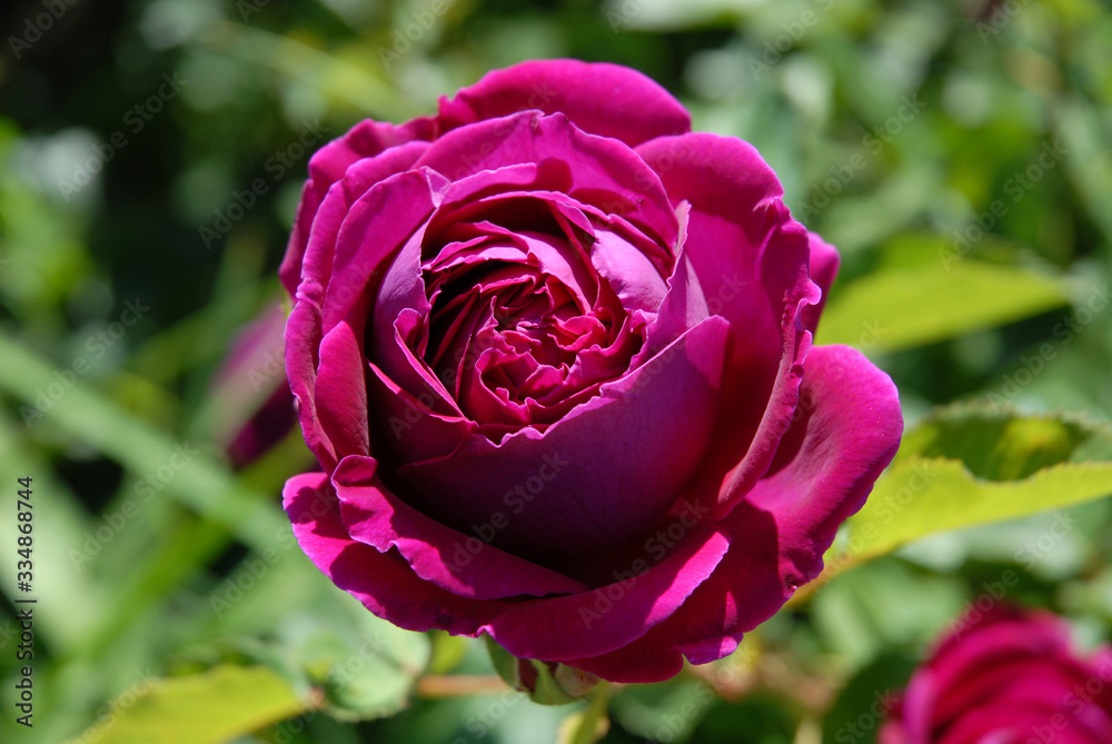 Dark crimson single rose on English Shrub Rose, Falstaff Dark crimson single rose on English Shrub Rose, Falstaff