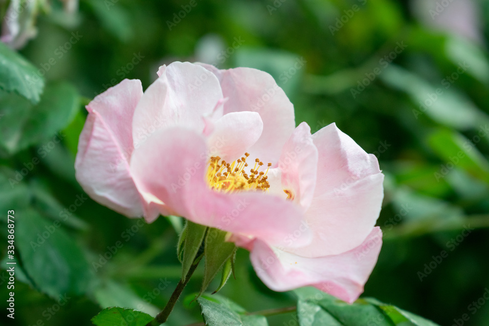 A beautiful and delicate pink rose A beautiful and delicate pink rose