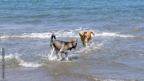 2 wet dogs playing fetch on the beach