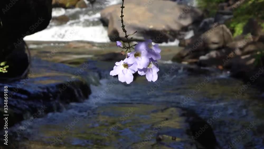 flower on waterfall recorded sony 7sII 1920x1080 at 120FPS flower on waterfall recorded sony 7sII 1920x1080 at 120FPS