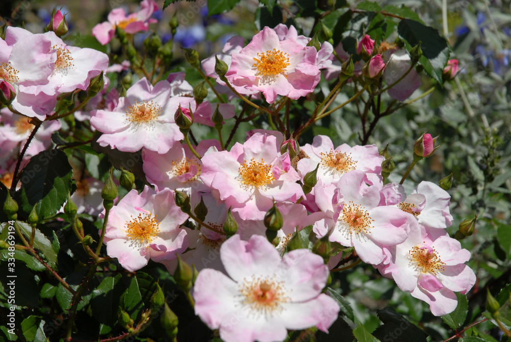 Pale pink flowers of Shrub Rose, Smarty
