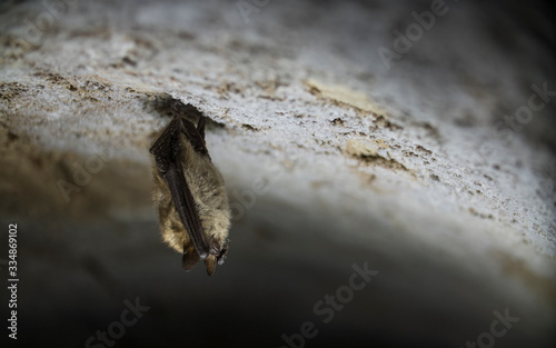 Closeup Natterer's bat Myotis nattereri hanging upside down during hibernation