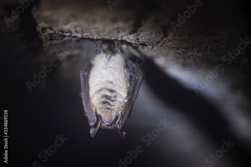 Closeup Natterer's bat Myotis nattereri hanging upside down, hibernation.