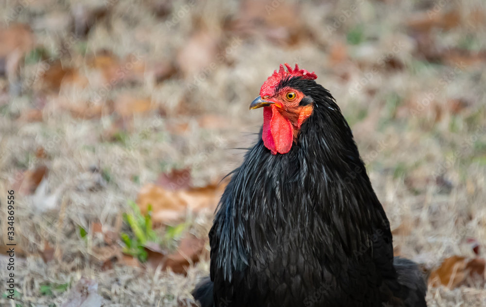 Black Rooster foraging on farm land in Birchwood Tennessee. Black Rooster foraging on farm land in Birchwood Tennessee.