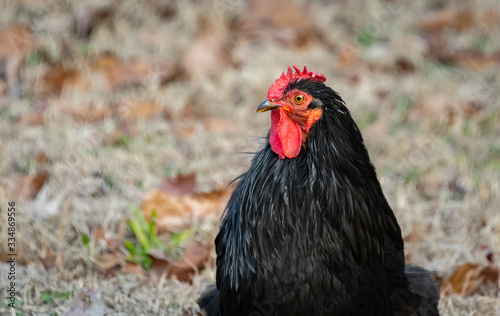 Black Rooster foraging on farm land in Birchwood Tennessee.