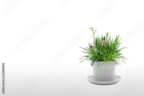 Beautiful Cravina Dianthus chinensis Flowers  China Pink  in pot  vase  isolated on white background