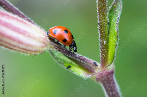 Macro photograph of ladybug on grass stem