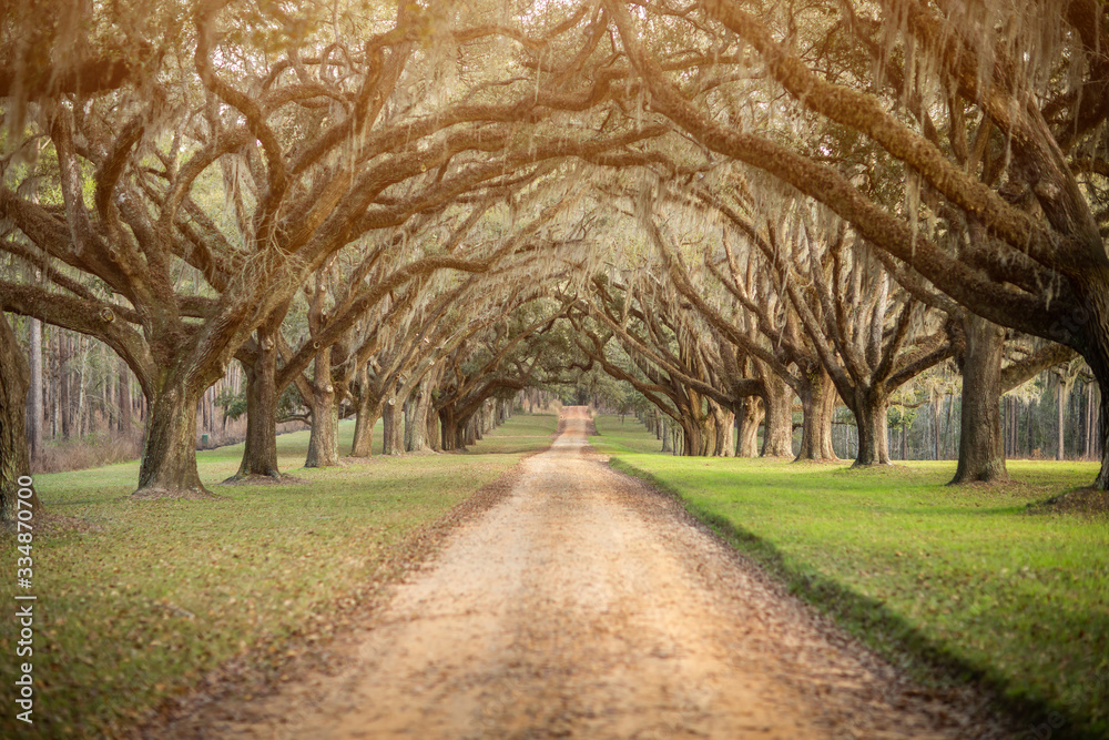 Beautiful sunlit southern georgia road driveway with canopied pecan trees starting to bloom in the spring with a yellow sunlit warm glow