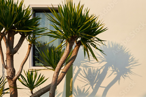Small palm tree casts a shadow on the wall of the house and the window