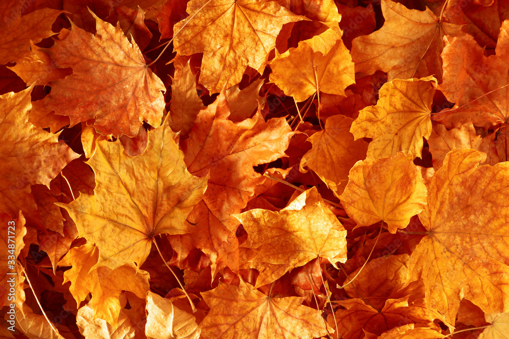 Autumn creative composition. Beautiful autumn leaves as background. Fall leaf. Flat lay, top view, copy space