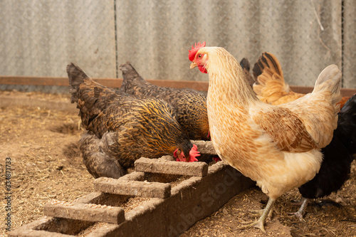 Red hen on farm. Brown chicken. Homemade poultry. Chicken in a traditional poultry farm. A herd of chickens roam freely. The chicken is still alive. Chickens pecking grain on poultry yard