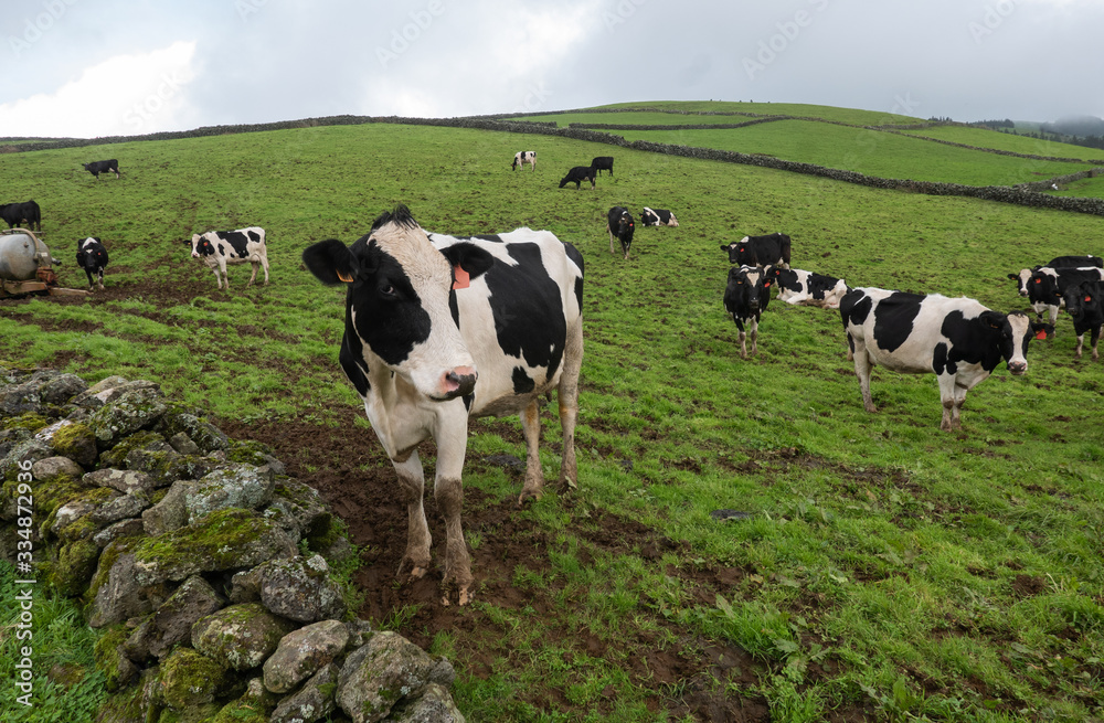 Herd of black and white cows in the Azores grazing on a green hillside Herd of black and white cows in the Azores grazing on a green hillside