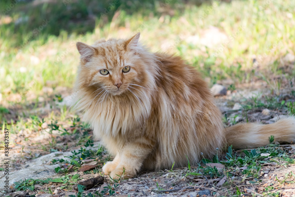 Portrait of fluffy red cat