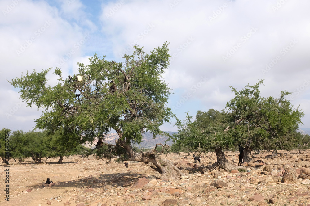 Argan Trees in the Sous Valley of Morocco