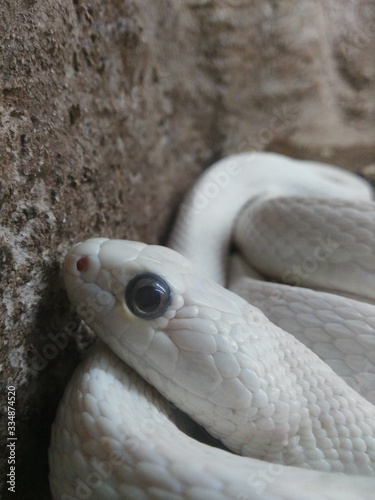  small white snake on earth