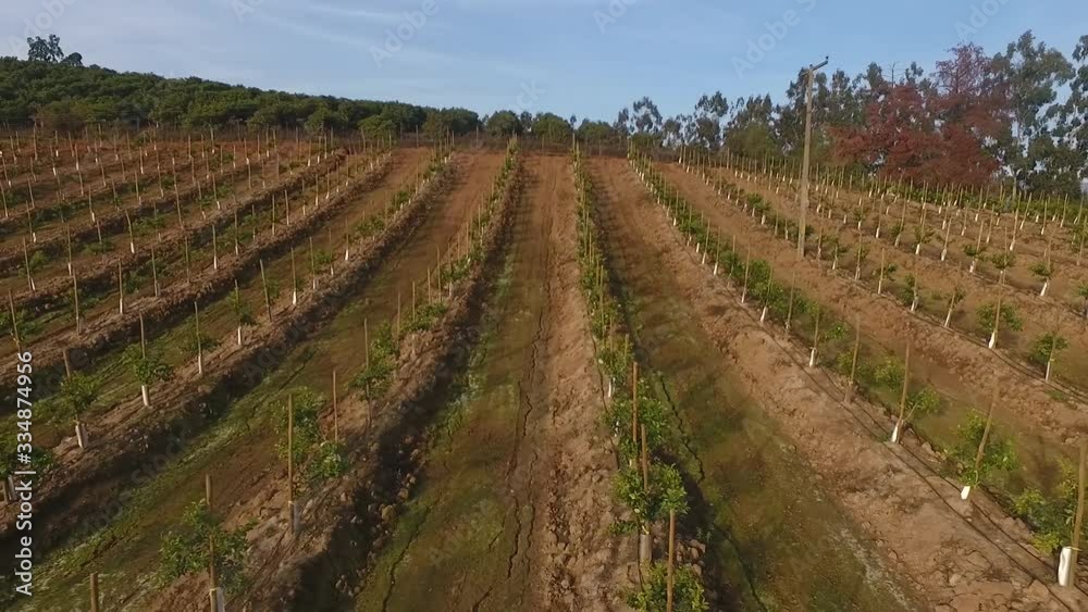 Aerial Orange fruit field Shoot tree green field Aerial Orange fruit field Shoot tree green field