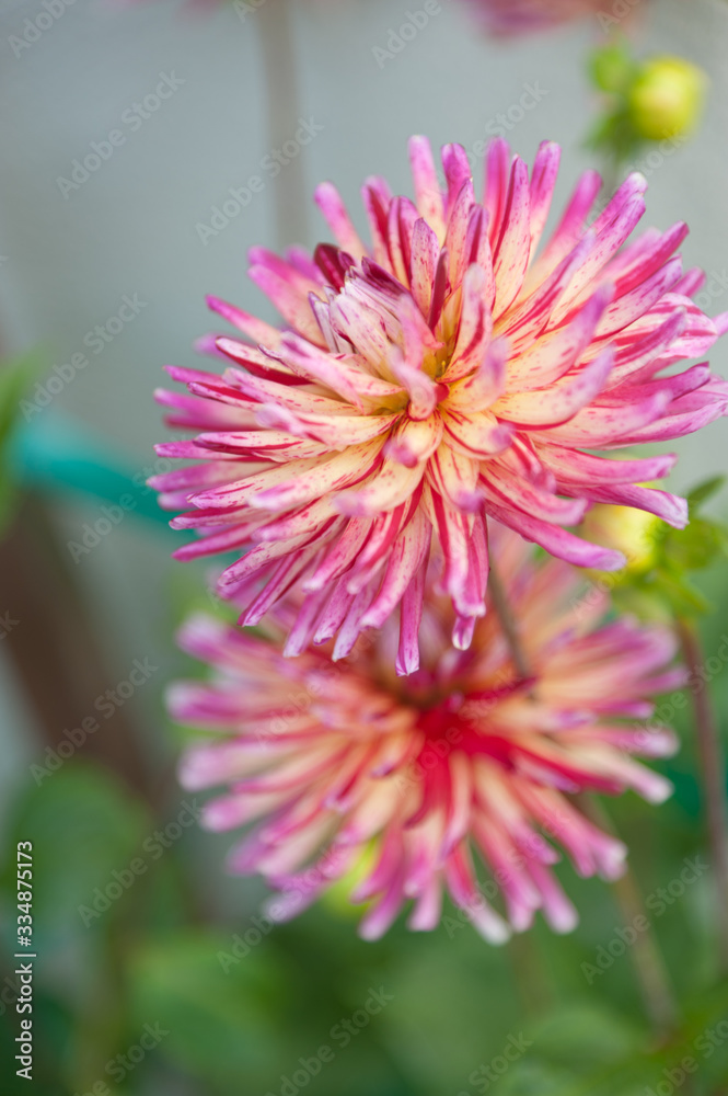 Dahlia 7 Dahlia 7