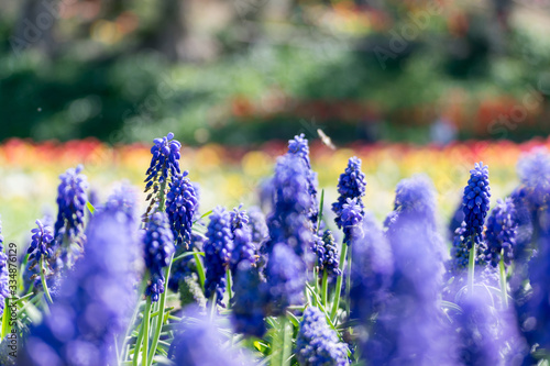 Bucolic garden with muscari flower beds