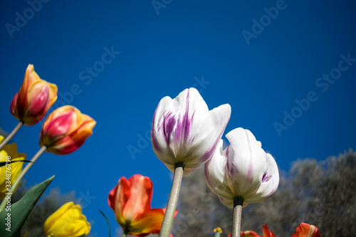 Fototapeta Naklejka Na Ścianę i Meble -  Colorful tulip fields at the park