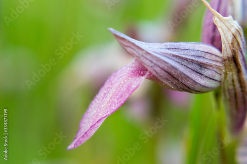 Detail of Sardinian endemic wild orchid