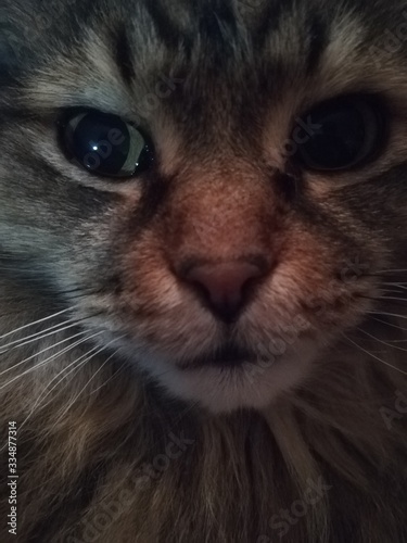 portrait of a cat