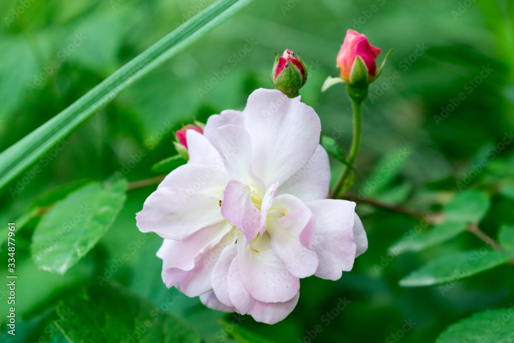 Fototapeta premium The beauty of the rose 