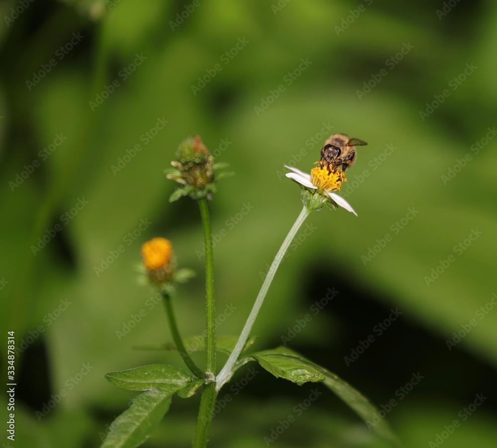Bee hovering over an orange and white flower trying to get pollen with a nice green background Bee hovering over an orange and white flower trying to get pollen with a nice green background