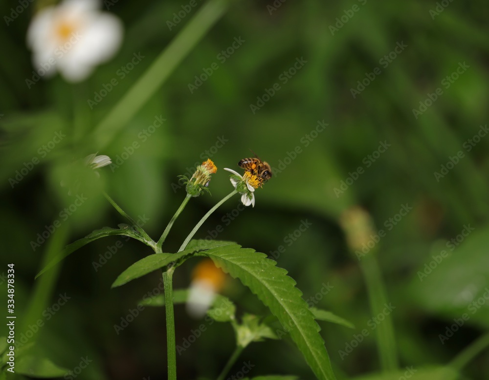 Bee hovering over an orange and white flower trying to get pollen with a nice green background Bee hovering over an orange and white flower trying to get pollen with a nice green background
