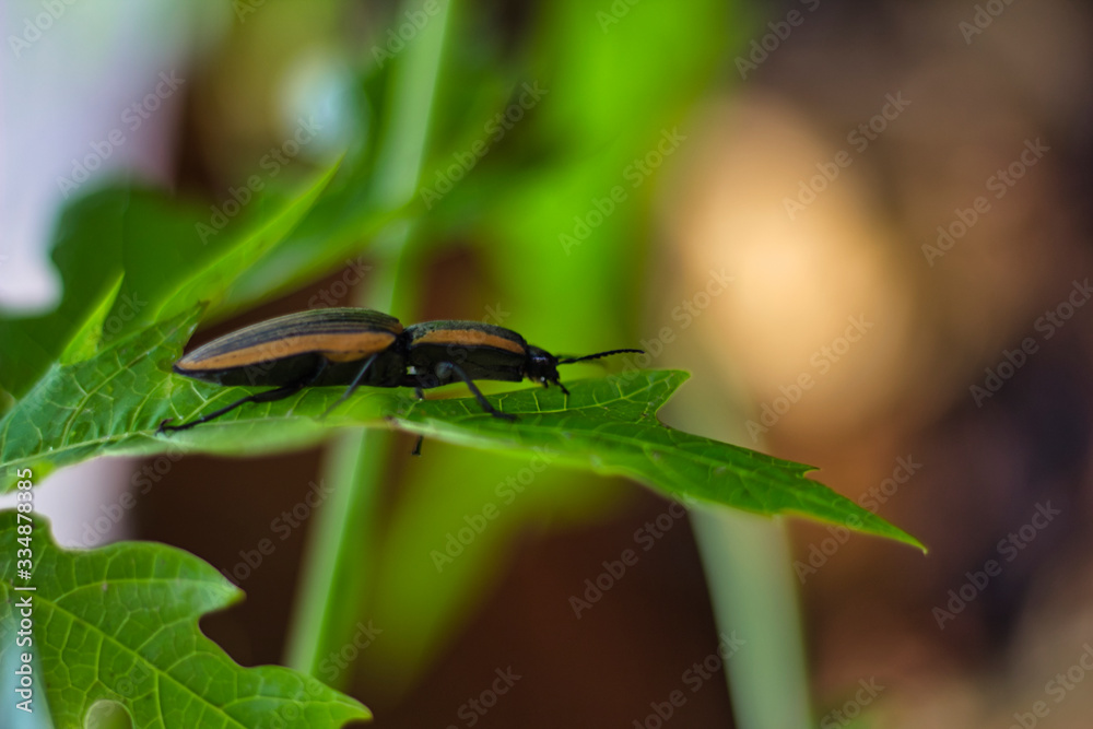 Fototapeta premium dragonfly on a leaf