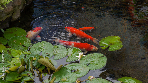 Fotografi Koi fish in the pond