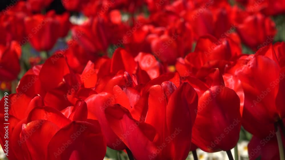Background of red tulips moving abstract wallpaper 4K Background of red tulips moving abstract wallpaper 4K