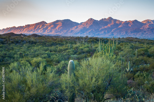 Saguaro National Park East, Tucson AZ