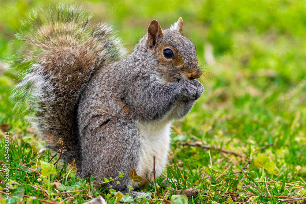 squirrel eating nut squirrel eating nut