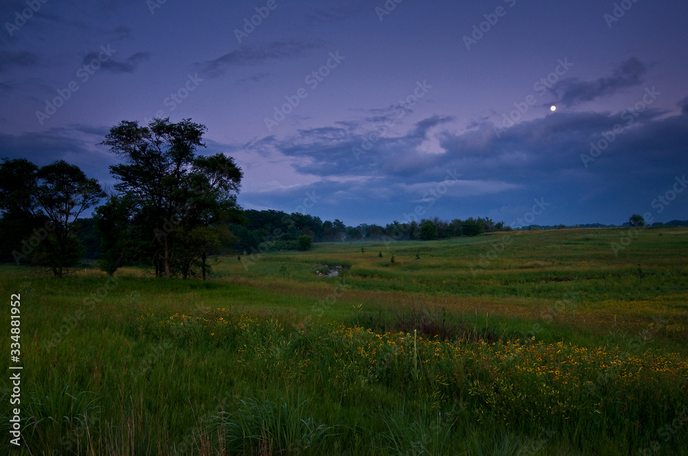 A Midwest prairie landscape scene of native summer wildflowers blooming at dusk.