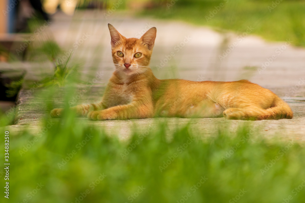Hermosa gata con mirada atenta sentada frente al jardin