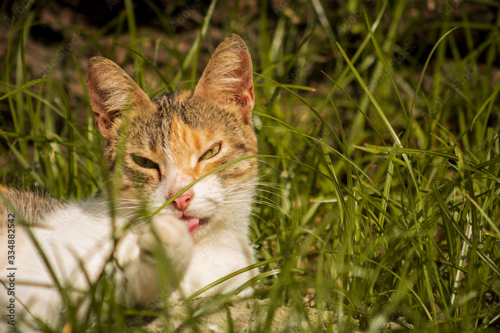 Gata relajada descansando sobre el grass