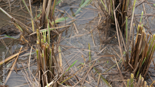 Straw stems after harvesting rice.