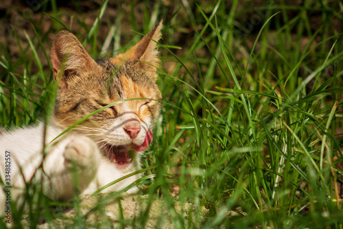 Gata feliz echada en el pasto relamiendose photo