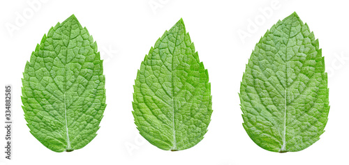 Mint leaf clipping path