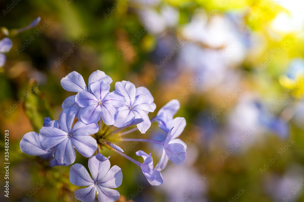 The background image of the colorful flowers The background image of the colorful flowers